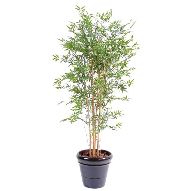 Bambou Japanese PLAST UV