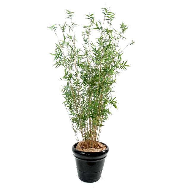 Bambou Multitree Oriental