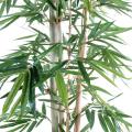 Bambou Feuilles Larges
