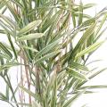 Bambou Artificiel Shiroshima