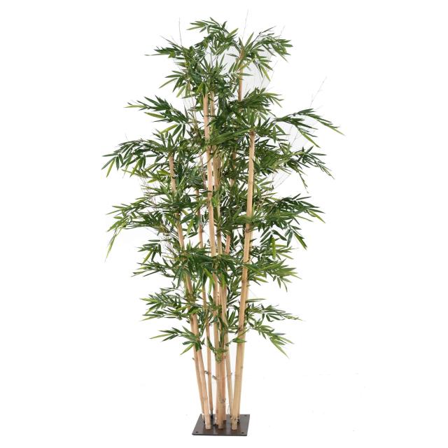 Bambou Géant 3.2 Mètres
