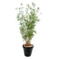 Bambou Multitree Oriental