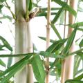 Bambou Feuilles Larges